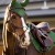 LeMieux Classic Flyhood Hunter Green
