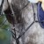 HFI Long Bridge Breastplate Black