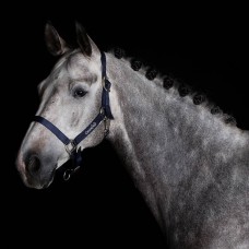 Greenfield Nylon Headcollar Navy