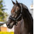 LeMieux Vogue Headcollar Black
