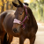LeMieux Vogue Headcollar Blackberry