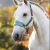 LeMieux Vogue Headcollar Petrol