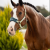 LeMieux Vogue Headcollar Macaron