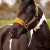 LeMieux Vogue Headcollar Alpine