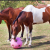 Roto Hay Ball